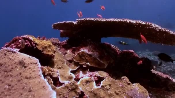 School of fish at beautiful and clean coastal reef — Stock Video