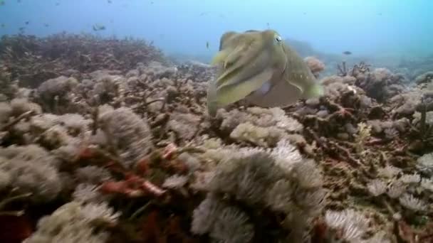 巨型鱿鱼漂浮在礁石上寻找食物 — 图库视频影像