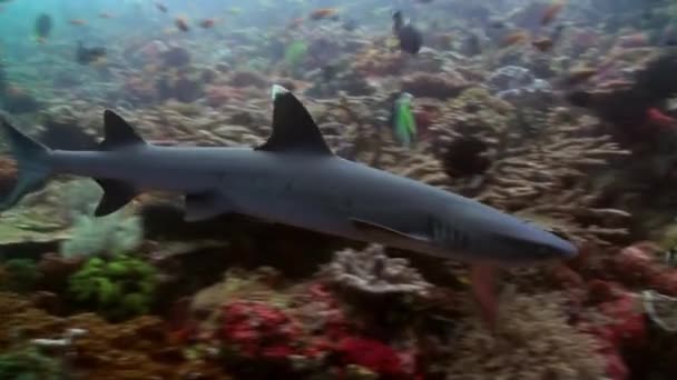 Tiburón arrecife gris nada en busca de comida . — Vídeos de Stock