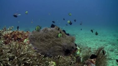 Palyaço balığı anemonların etrafında ve içinde yüzer..