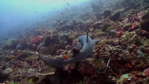 Squalo grigio della barriera corallina nuota alla ricerca di cibo . — Video Stock
