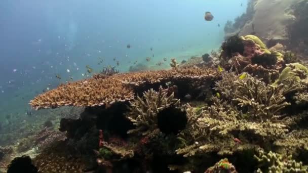 Podvodní svět Bali Indonésie. — Stock video