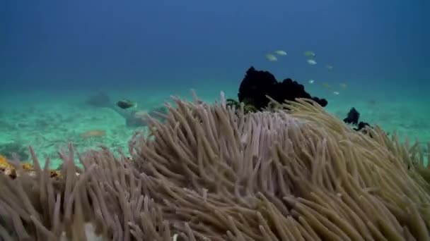 I pesci pagliaccio nuotano dentro e intorno agli anemoni . — Video Stock