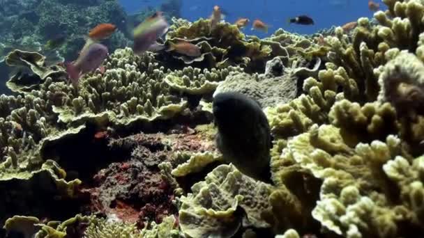 Moray caça escondido no recife mar azul . — Vídeo de Stock