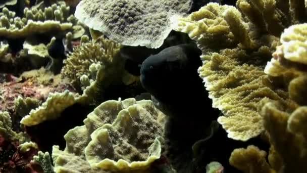 Moray caccia nascondendo nel mare blu barriera corallina . — Video Stock