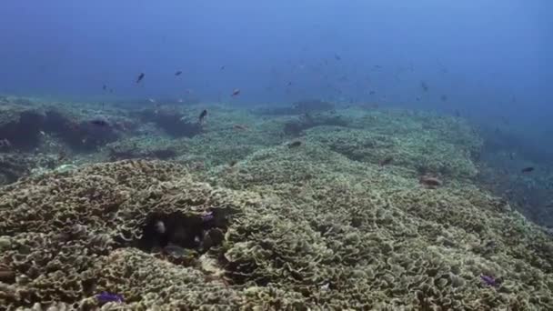 Gran campo de corales en la parte costera del mar azul . — Vídeo de stock