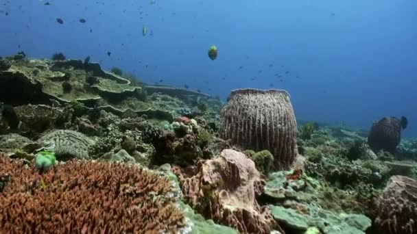 Grande campo de corais na parte costeira do mar azul . — Vídeo de Stock