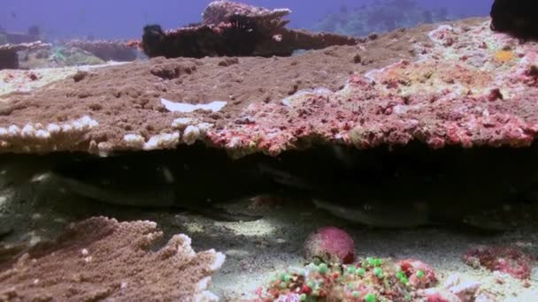 O mundo subaquático de Bali Indonesia . — Vídeo de Stock