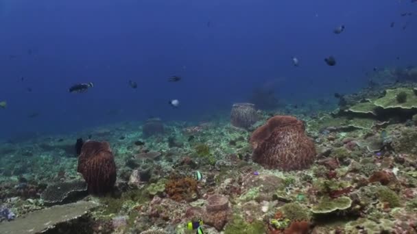 De onderwaterwereld van Bali Indonesië. — Stockvideo