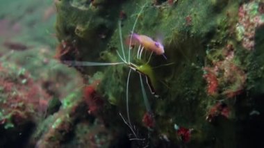 Reef Sualtı Boxer Temizleyici Karides aile