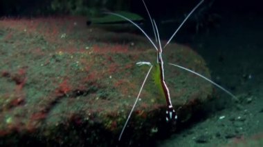Reef Sualtı Boxer Temizleyici Karides aile
