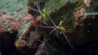 Reef Sualtı Boxer Temizleyici Karides aile