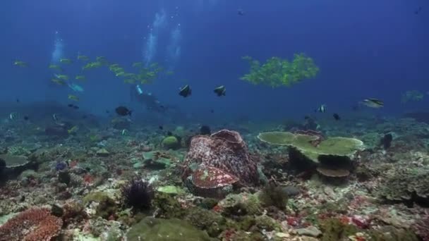 El mundo submarino de Bali Indonesia . — Vídeo de stock