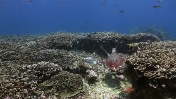 Dunia bawah laut Bali Indonesia . — Stok Video