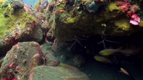 Boxer Cleaner Famiglia di gamberetti sulla barriera corallina Sott'acqua — Video Stock