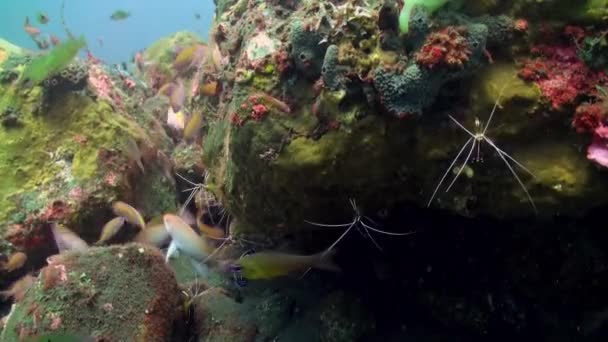Семья креветок-боксеров на рифе под водой — стоковое видео