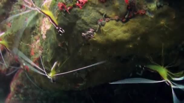 Boxer Cleaner Famille de crevettes sur le récif sous-marin — Video