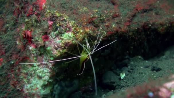 Boxer Cleaner Famiglia di gamberetti sulla barriera corallina Sott'acqua — Video Stock