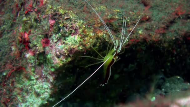 Boxer Cleaner Família camarão no recife subaquático — Vídeo de Stock