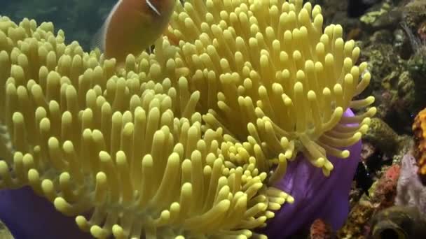 De anemoonvis zwemmen rond en binnen anemonen. — Stockvideo