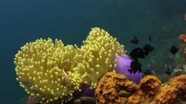 Palyaço balığı anemonların etrafında ve içinde yüzer..