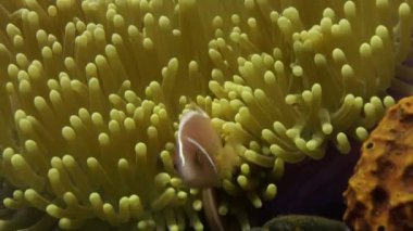 Palyaço balığı anemonların etrafında ve içinde yüzer..