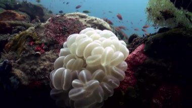 Bali Endonezya sualtı dünyası.