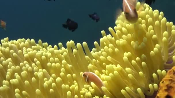 Die Clownfische schwimmen herum und in Anemonen. — Stockvideo