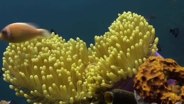 Die Clownfische schwimmen herum und in Anemonen. — Stockvideo