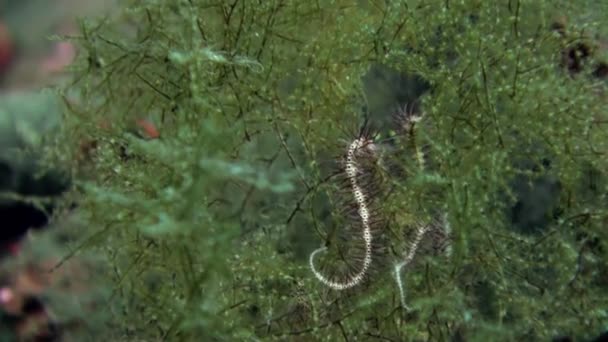 Die unterwasserwelt von bali indonesien. — Stockvideo