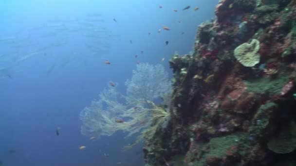 De onderwaterwereld van Bali Indonesië. — Stockvideo