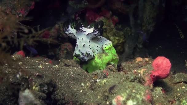 Die unterwasserwelt von bali indonesien. — Stockvideo