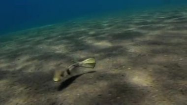 Boxfish yiyecek bulmak için dibe yakın yüzer.