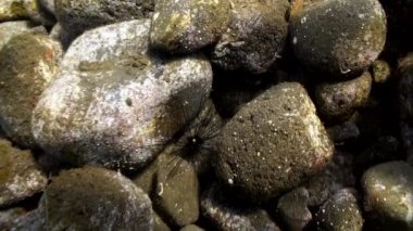 Deniz dibindeki kayaların arasında deniz kestanesi.