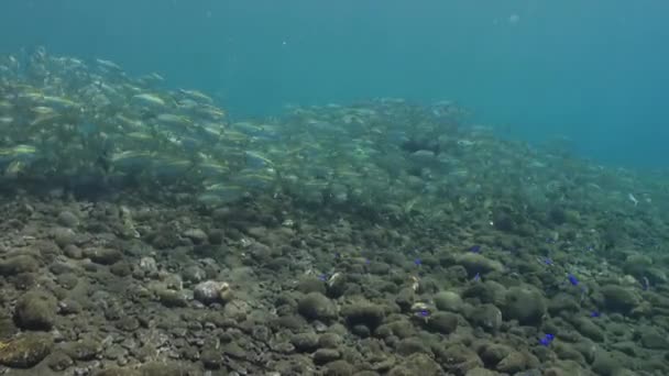 Grand banc de poissons à rayures jaunes sur le récif . — Video