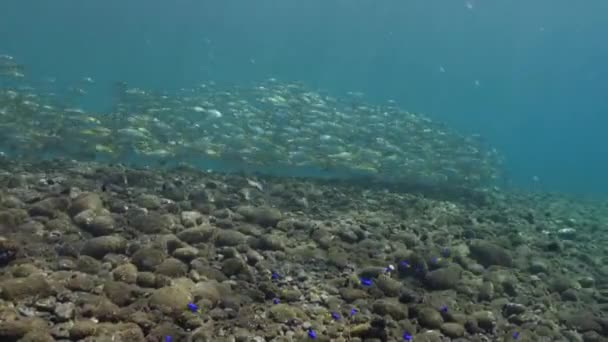 Velká škola ryb se žlutými pruhy na útesu. — Stock video