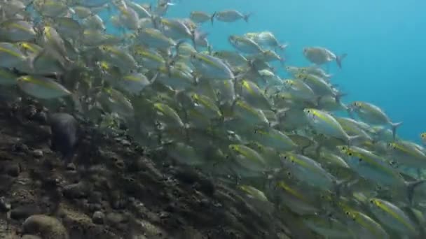 Große Fischschwärme mit gelben Streifen am Riff. — Stockvideo