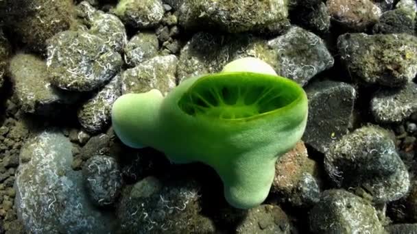 Esponja verde en el fondo rocoso del mar . — Vídeo de stock