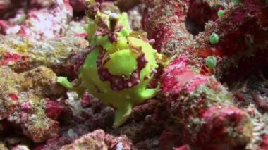 Mercan resiflerinde yeşil balık fener fener avı.