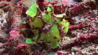 Mercan resiflerinde yeşil balık fener fener avı.