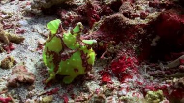 Mercan resiflerinde yeşil balık fener fener avı.