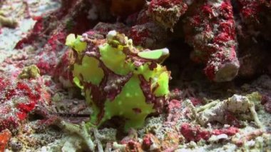 Mercan resiflerinde yeşil balık fener fener avı.