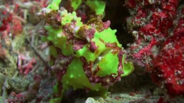 Mercan resiflerinde yeşil balık fener fener avı.