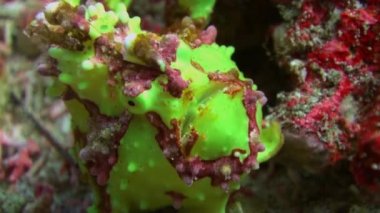 Mercan resiflerinde yeşil balık fener fener avı.