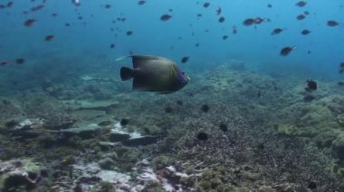 Butterflyfish ve bir kayalıkta Yüzme angelfishes.