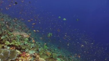 Ton balığı pufferfish ve köpekbalığı'de bir çerçeve içinde mavi deniz