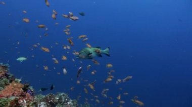 Ton balığı pufferfish ve köpekbalığı'de bir çerçeve içinde mavi deniz