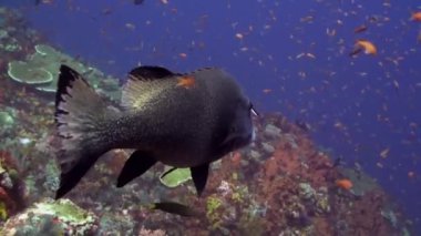 Büyük tatlı balık ve resif üzerinde temiz balık.