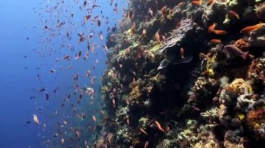 Resif yamacında renkli balık sürüsü.