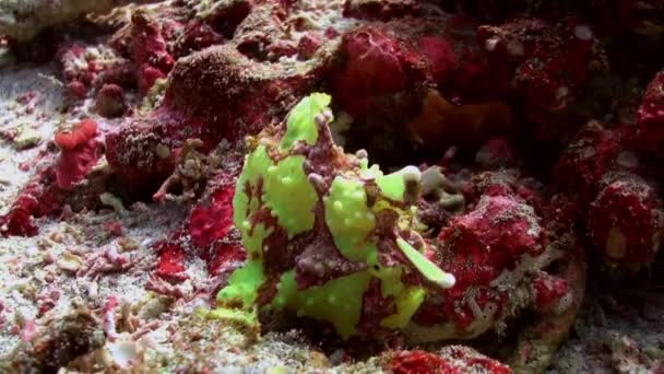 Zielona rybka wędkarska polują na rafy koralowe. — Wideo stockowe